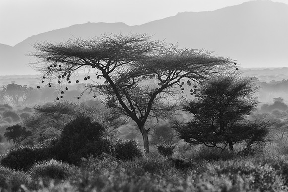 Samburu Weaver Tree 1 - Image by Wendy Podmenik Woodell