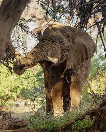 Samburu Elephant 1 - Image by Wendy Podmenik Woodell