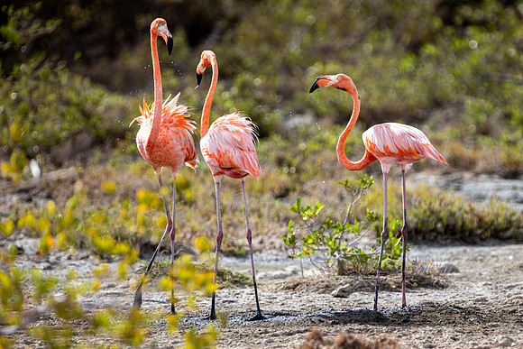 Flamingo- R62_8596 Image by Glenn Woodell