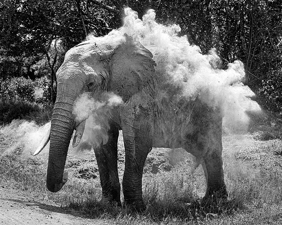 Maasai Mara Elephant 1 - Image by Wendy Podmenik Woodell
