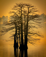Virginia Beach- Stumpy Lake II Image by Glenn Woodell