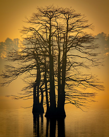 Virginia Beach- Stumpy Lake II Image by Glenn Woodell