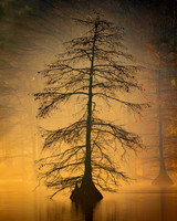 Virginia Beach- Stumpy Lake I  Image by Glenn Woodell