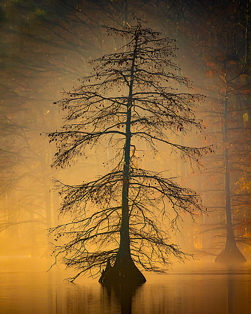 Virginia Beach- Stumpy Lake I  Image by Glenn Woodell