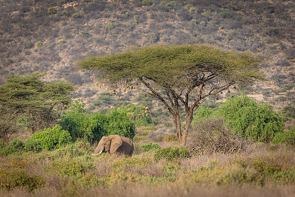 Elephant and acacia tree in Samburu R61_9035-CR3 Image by Glenn Woodell