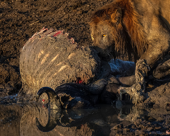Ol Pejeta Lion 4 - Image by Wendy Podmenik Woodell