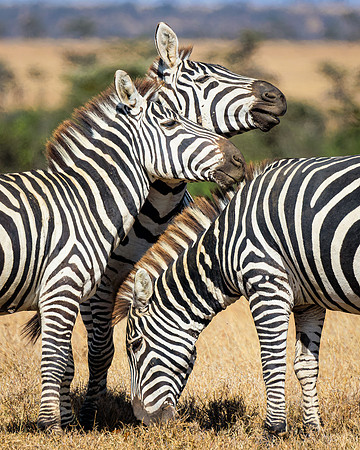 Maasai Mara Zebra 5 - Image by Wendy Podmenik Woodell