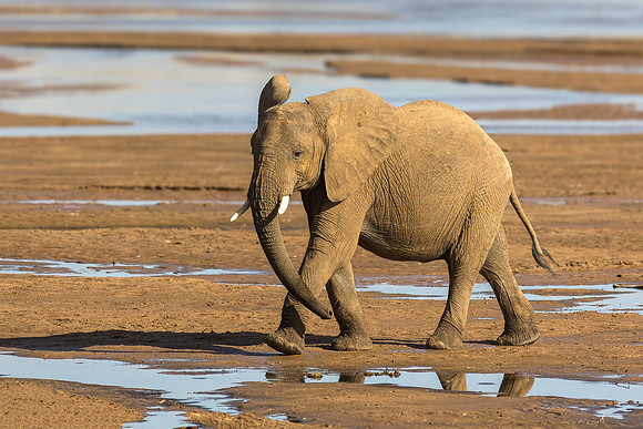 Samburu Elephant 24 - Image by Wendy Podmenik Woodell