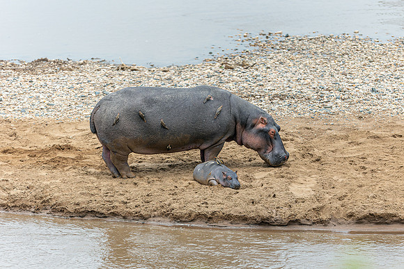 Hippo with baby in Maasai Mara R61_3324-CR3 Image by Glenn Woodell
