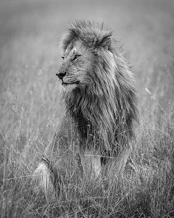 Lion in Maasai Mara R61_2629-BW Image by Glenn Woodell