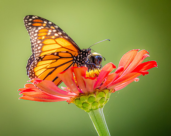 R62_0935 Image by Glenn Woodell