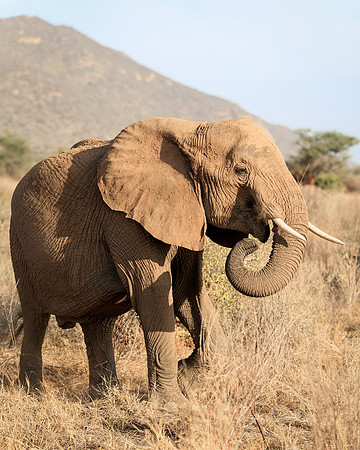Samburu Elephant 38 - Image by Wendy Podmenik Woodell