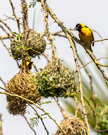 Weaver bird in Maasai Mara R61_3787-CR3 Image by Glenn Woodell