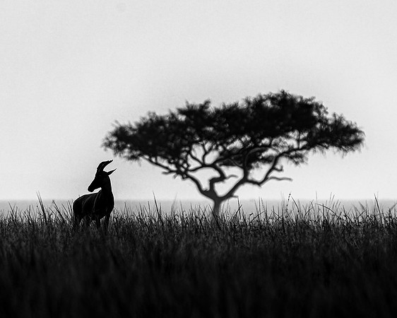 Topi and acacia tree in Maasai Mara R61_2510-CR3 Image by Glenn Woodell