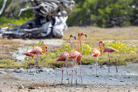 Flamingo- R62_9001 Image by Glenn Woodell