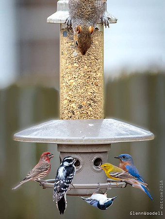 bird feeder