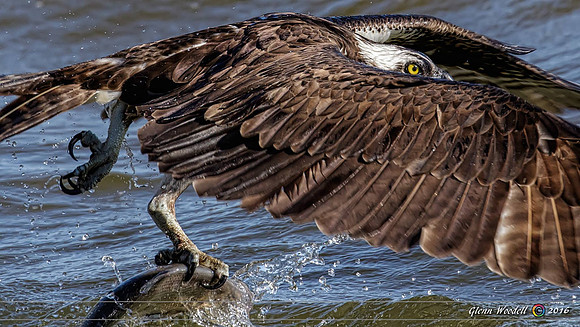 osprey