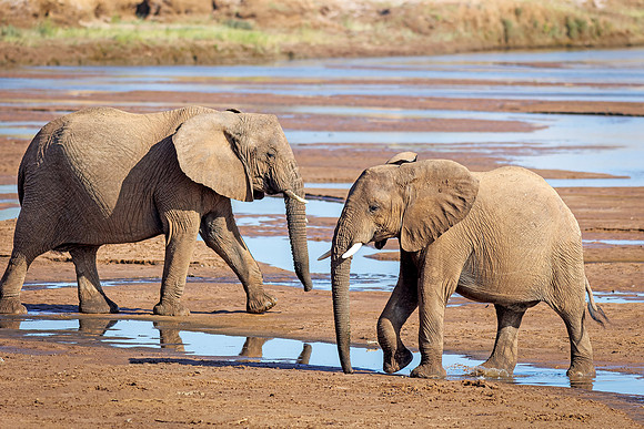 Samburu Elephant 25 - Image by Wendy Podmenik Woodell