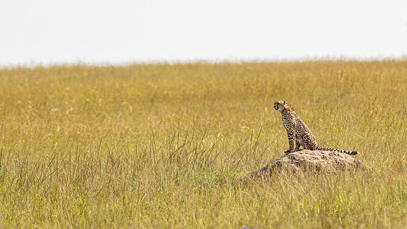 Cheetah on an anthill in Maasai Mara R61_2769-CR3 Image by Glenn Woodell