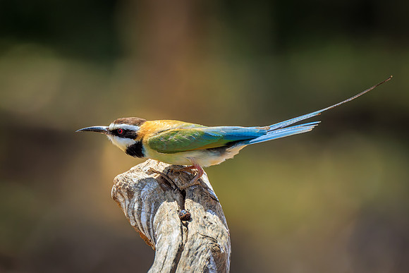 Samburu Bee Eater 2 - Image by Wendy Podmenik Woodell