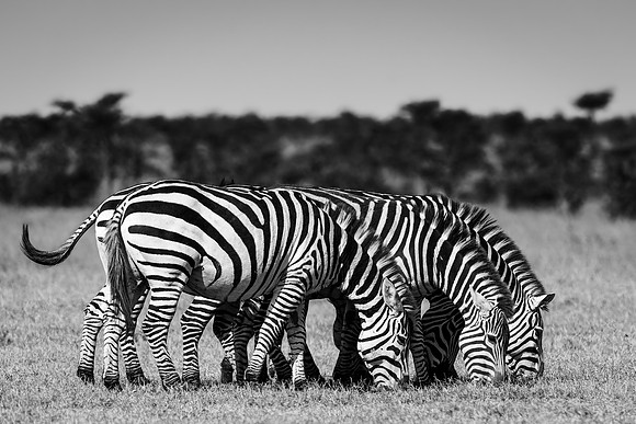 Maasai Mara Zebra 2 - Image by Wendy Podmenik Woodell