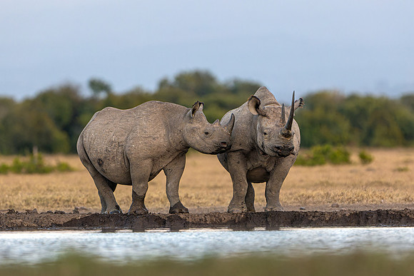 Black rhinos in Ol Pejeta R61_9506-CR3 Image by Glenn Woodell