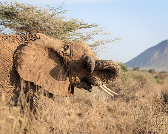 Samburu Elephant 40 - Image by Wendy Podmenik Woodell