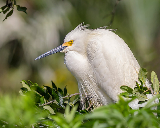 Snowy Egret  -Image by Wendy Podmenik Woodell