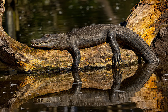 Alligator- Image by Glenn Woodell