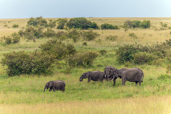 Elephants in Maasai Mara R61_2366-CR3 Image by Glenn Woodell