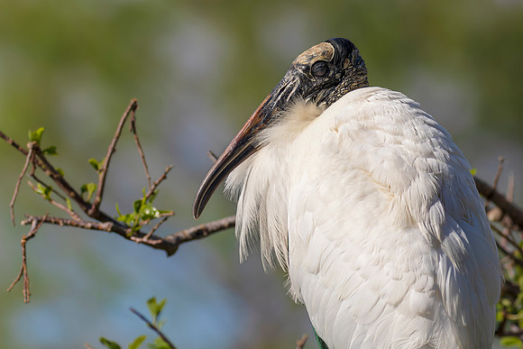 Woodstork  -Image by Wendy Podmenik Woodell