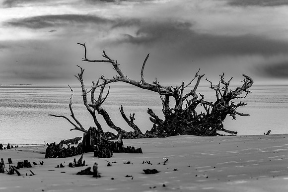 Jekyll Island-R62_0484_BW Image by Glenn Woodell