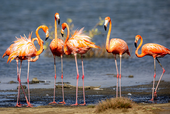 Flamingo- R62_8650 Image by Glenn Woodell