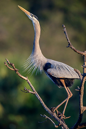 Great Blue Heron- Image by Glenn Woodell