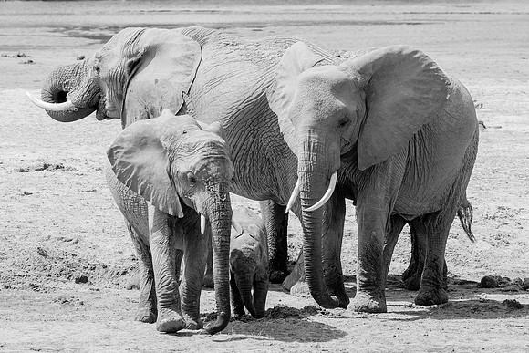 Samburu Elephant 16 - Image by Wendy Podmenik Woodell