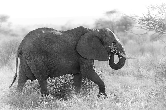 Samburu Elephant 35 - Image by Wendy Podmenik Woodell