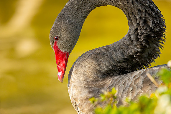 Swan- Image by Glenn Woodell