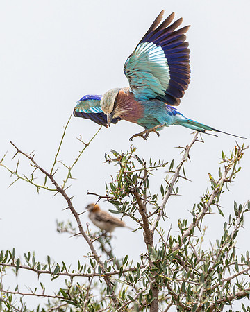 Roller in Maasai Mara R61_3590-CR3 Image by Glenn Woodell