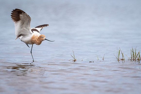 Avocet- 483A8756 Image by Glenn Woodell