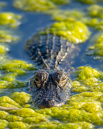 Alligator- Image by Glenn Woodell