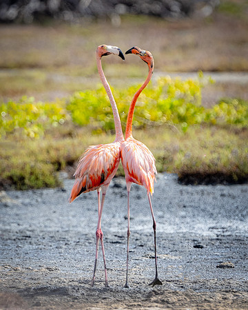 Flamingo- R62_9023 Image by Glenn Woodell