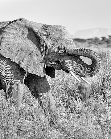 Samburu Elephant 39 - Image by Wendy Podmenik Woodell