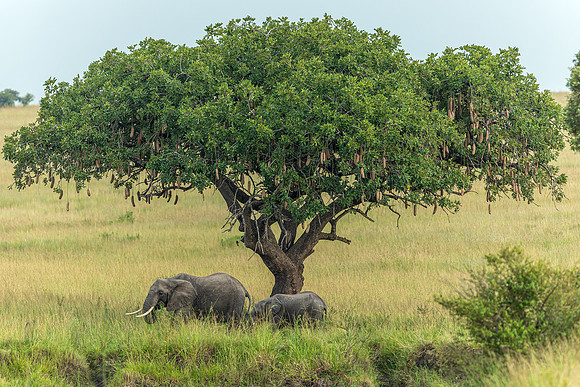 Elephants in Maasai Mara R61_2456-CR3 Image by Glenn Woodell