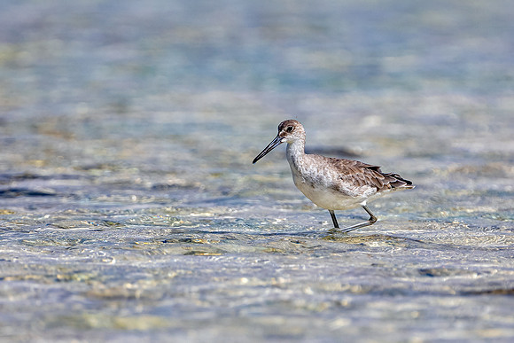 R62_9125 Image by Glenn Woodell