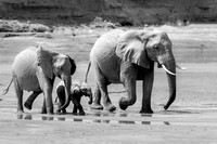 Samburu Elephant 10 - Image by Wendy Podmenik Woodell