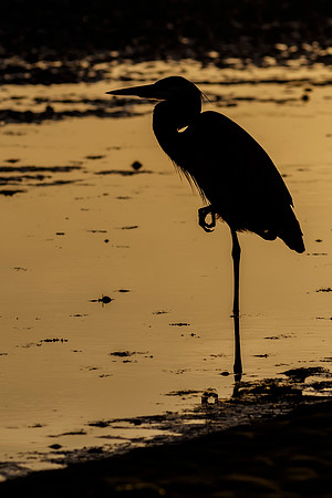 Egret- 483A1355 Image by Glenn Woodell