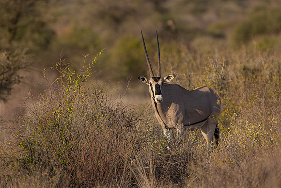 Oryx of Samburu R61_8700-CR3 Image by Glenn Woodell