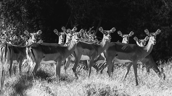 1W4A6092-CR3 - Image by Wendy Podmenik Woodell