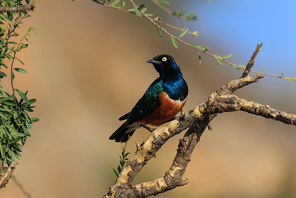 African Starling- Image by Wendy Podmenik Woodell
