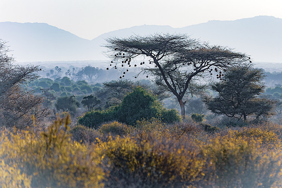 Samburu Weaver Tree 2 - Image by Wendy Podmenik Woodell